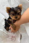 Szczenięta Yorkshire terrier miniaturowe dostępne już teraz.