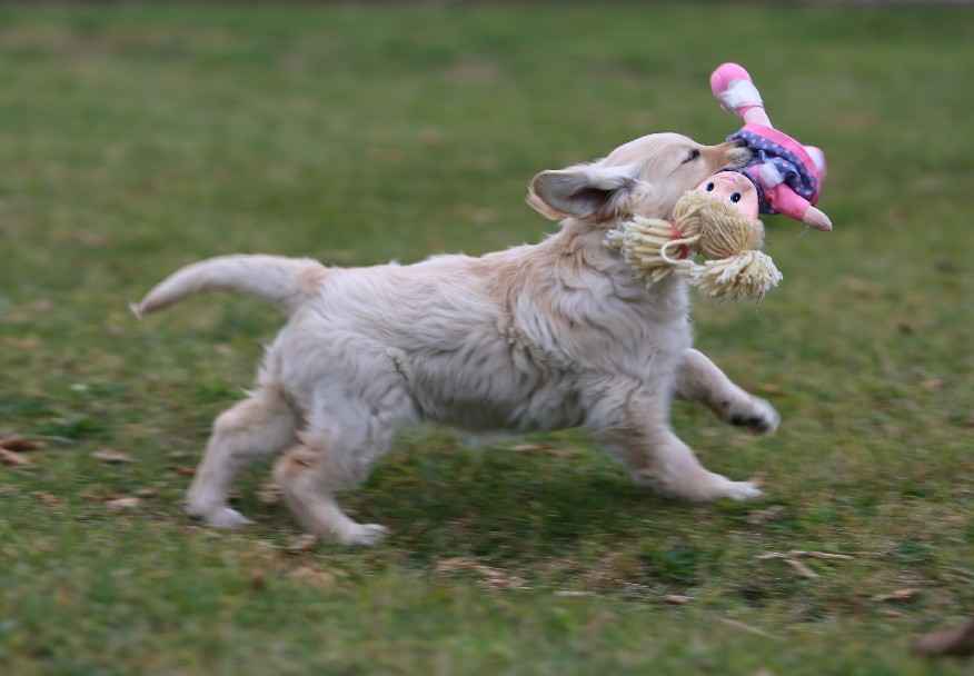 Golden Retriever-biszkoptowe  mniejsze i większe szczeniaki, Polesie - zdjęcie 6