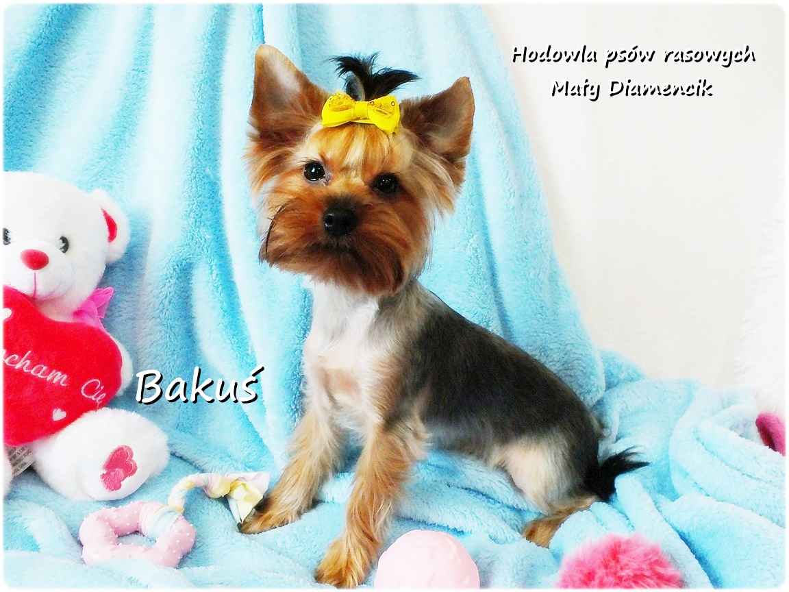 Yorkshire Terrier York piesek Bakuś szczeniaczek 8-miesięcy Rodowód Żary - zdjęcie 6