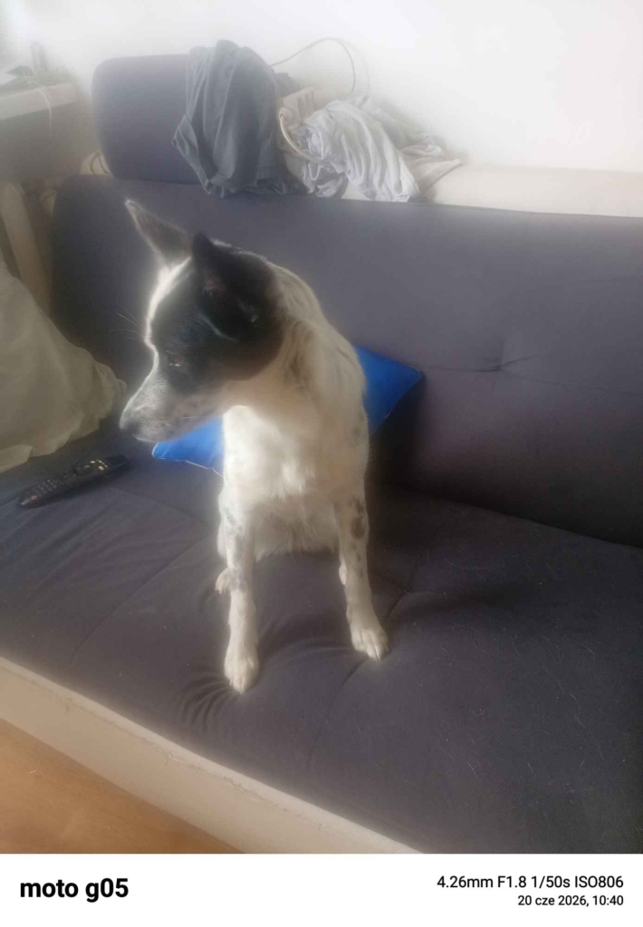 Oddam pieska suczka Tarnowskie Góry - zdjęcie 4