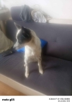 Oddam pieska suczka Tarnowskie Góry - zdjęcie 4