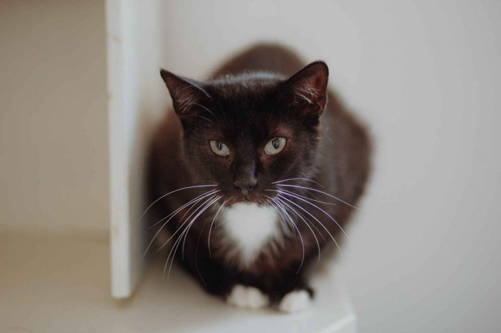 Cudowny Bryś, niekonfliktowy kotek szuka domu! Olsztyn - zdjęcie 1