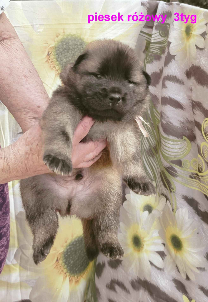 Eurasier - szczeniaki dostepne po 12 września 2025r Puszcza Mariańska - zdjęcie 4