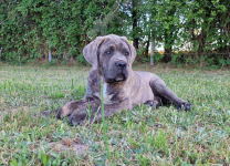 Cane Corso Italiano Puppies (FCI) Michów - zdjęcie 5