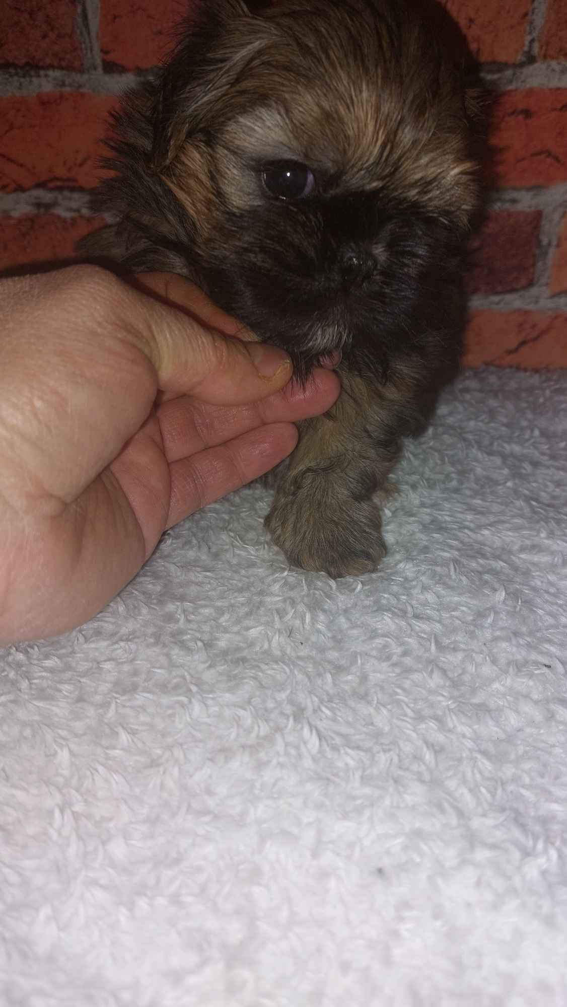 Shih-tzu do odbioru Skarszewy - zdjęcie 4