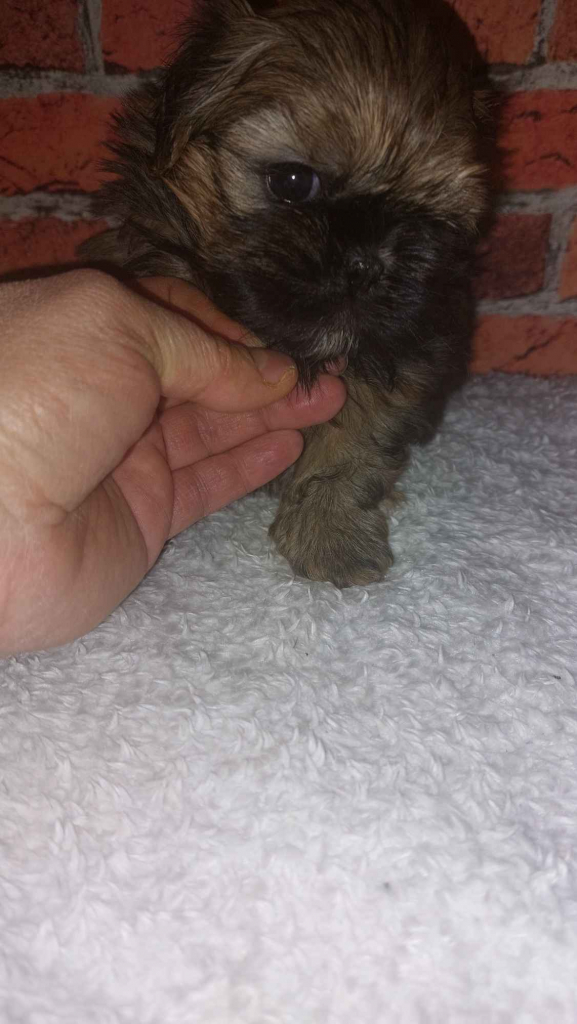 Shih-tzu do odbioru Skarszewy - zdjęcie 4