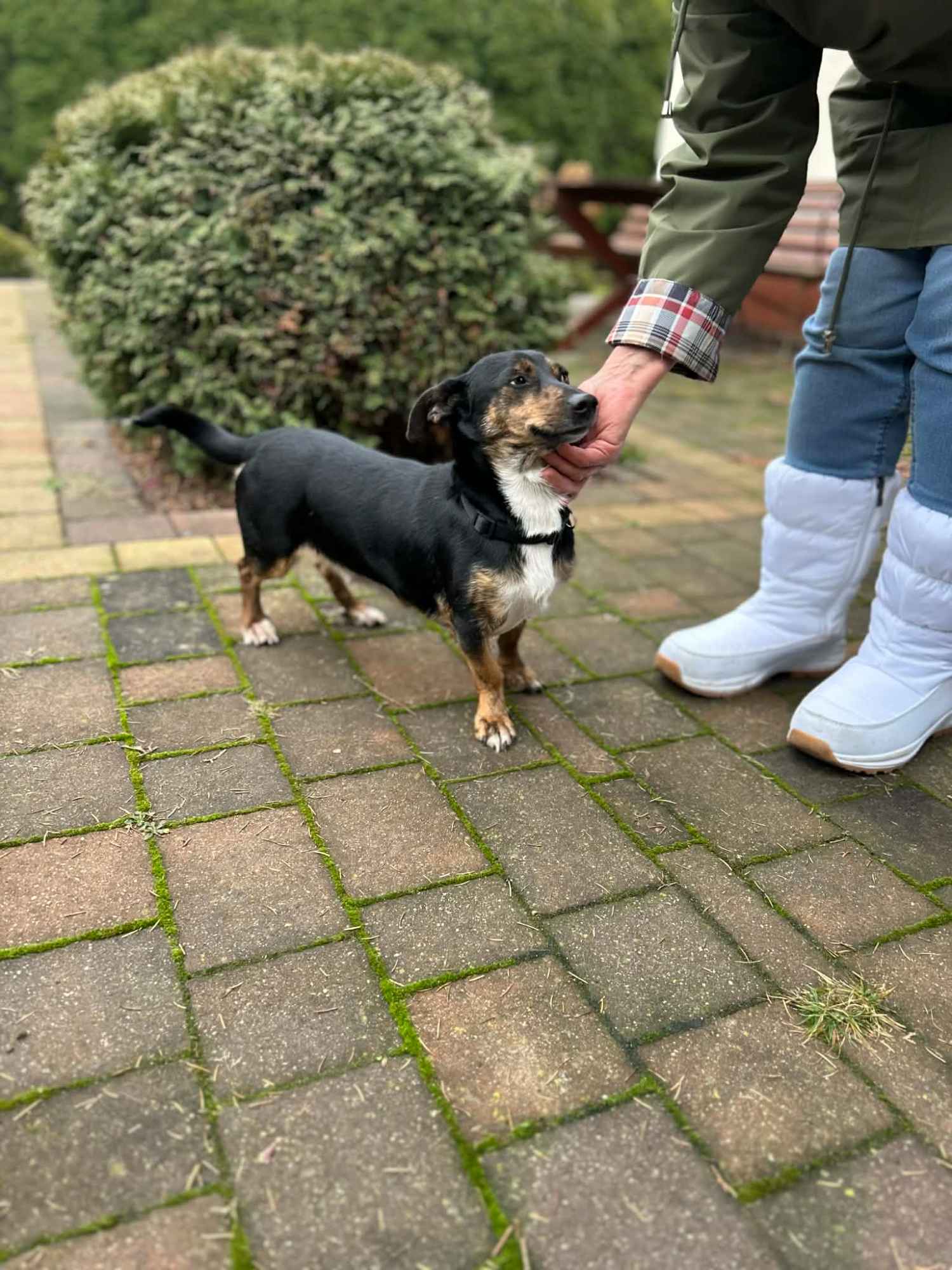 Dwie nakolankowe sunie jamnik mix szukają domu! Olsztyn - zdjęcie 3