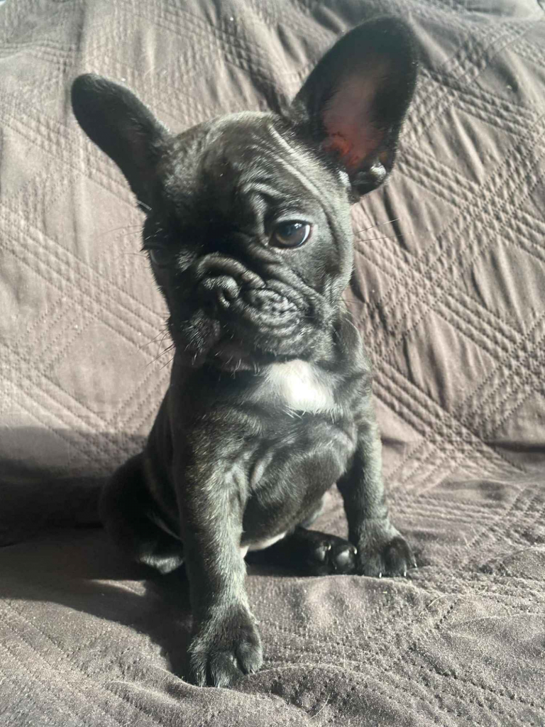 Buldog Francuski Celestynów - zdjęcie 5