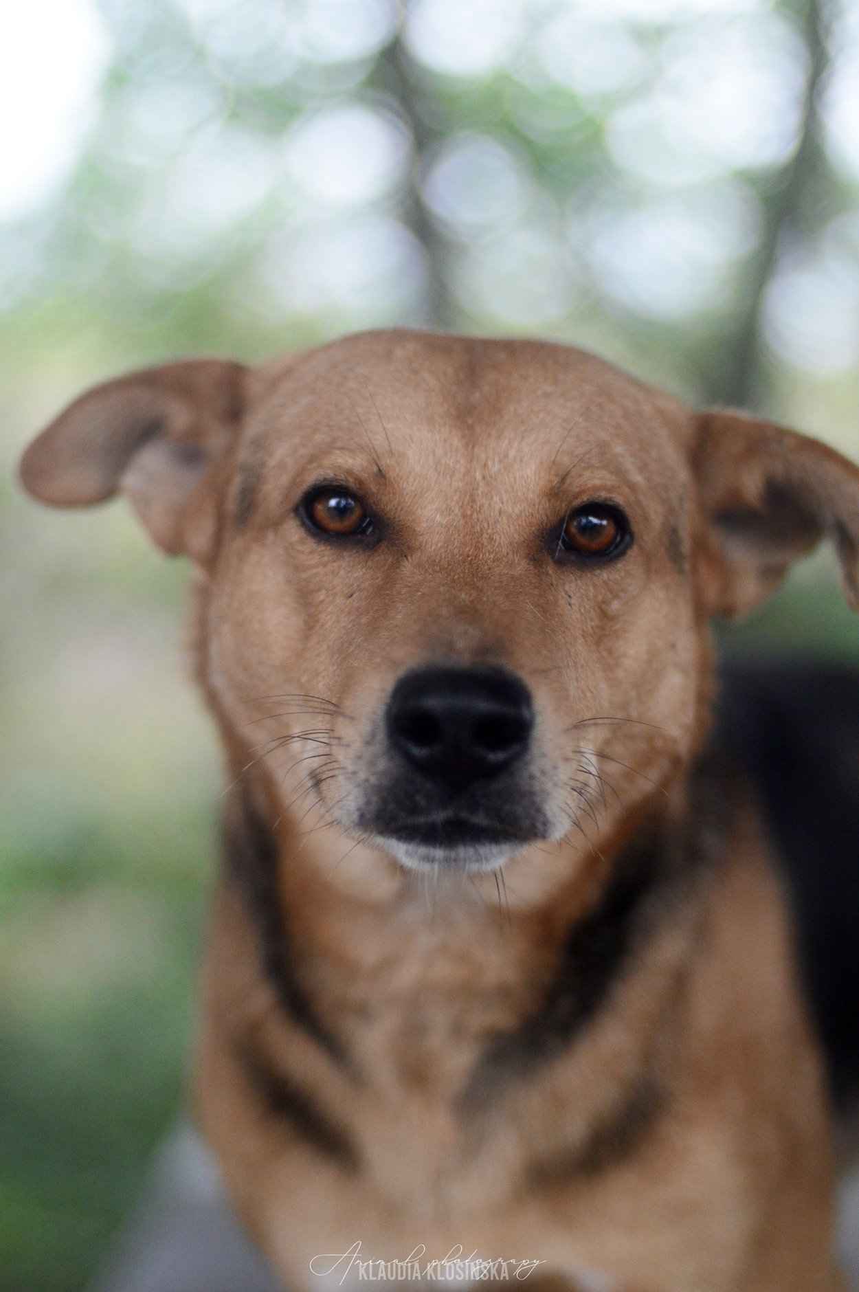 Aron - spokojny psiak szuka kochającego domu! Olsztyn - zdjęcie 6