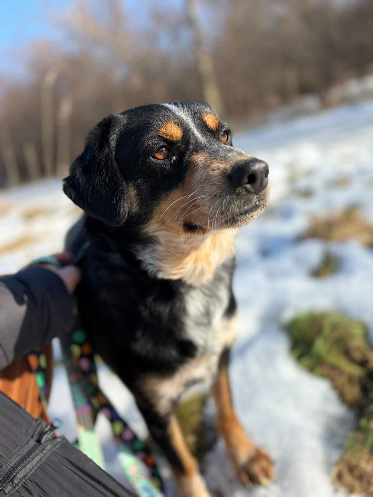 Solo - niekonfliktowy, wychowany psiak marzy o domu! Olsztyn - zdjęcie 1