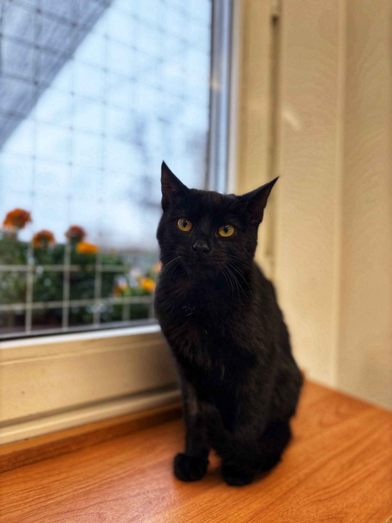 6 miesięczny kociak Gizmo szuka domu Olsztyn - zdjęcie 2