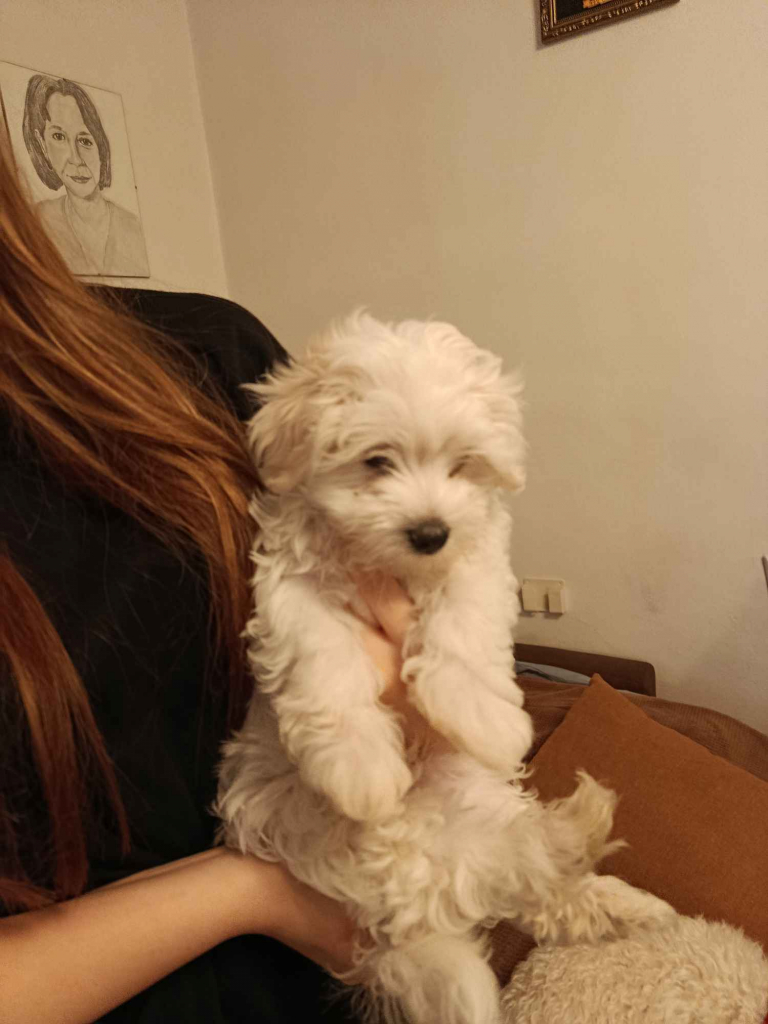 Pieski szukają domków Wyszków - zdjęcie 3