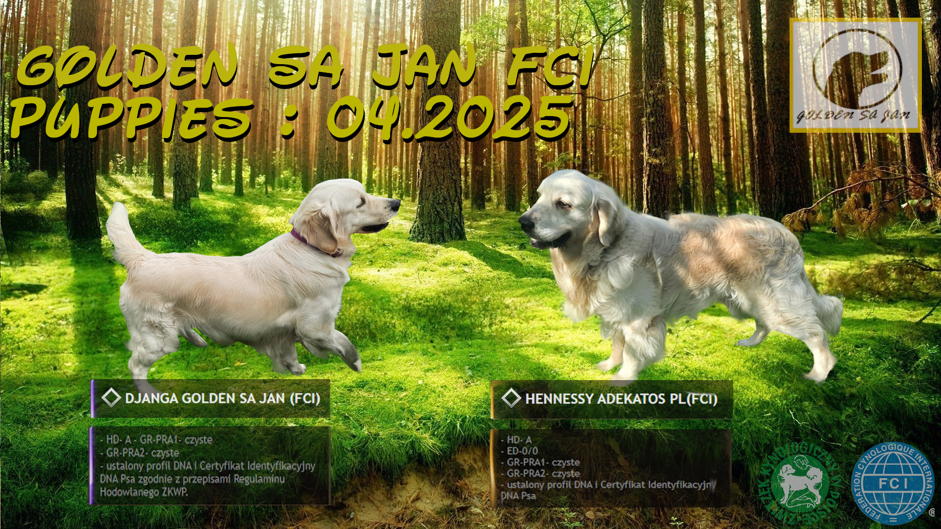 Szczeniaki / psy Golden Retriever Związek Kynologiczny FCI Wadowice - zdjęcie 2
