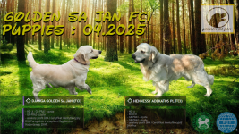 Szczeniaki / psy Golden Retriever Związek Kynologiczny FCI Wadowice - zdjęcie 2
