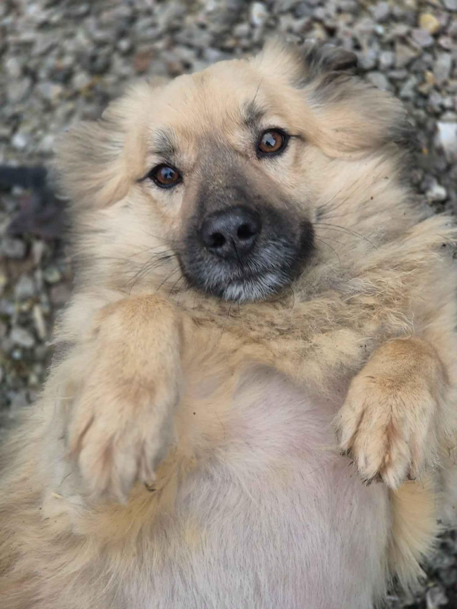 Maniuś – mały promyk radości szuka domu Olsztyn - zdjęcie 1