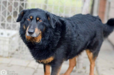 Dżeki - niekonfliktowy, wspaniały psiak szuka dom