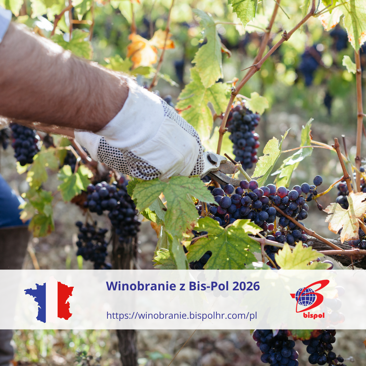 Winobranie 2026 Śródmieście - zdjęcie 1