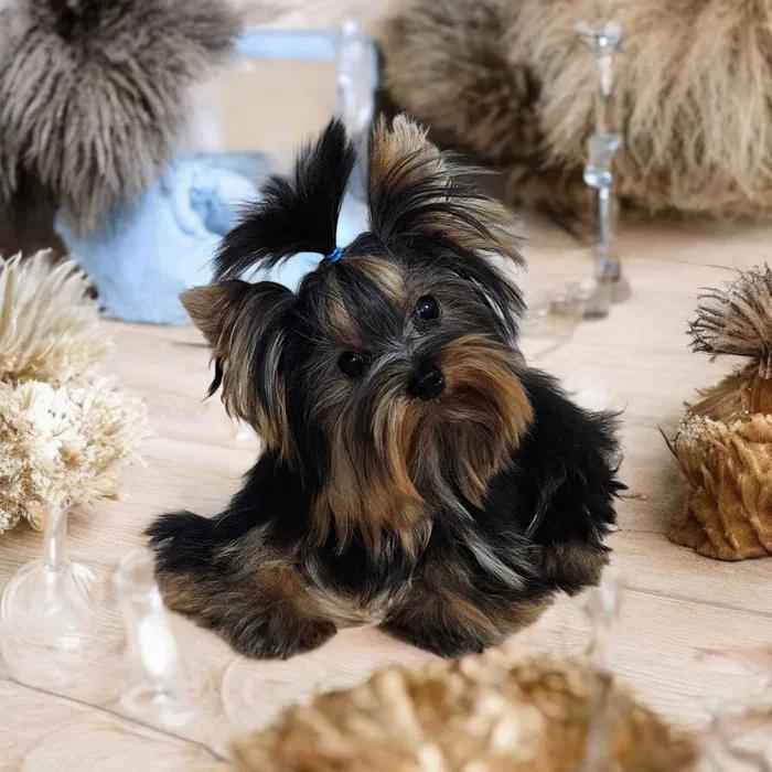 Piękny Maleńki York - komplet dokumentów ! Większy nie urośnie ! Cudo Fabryczna - zdjęcie 2