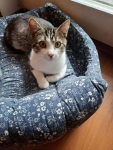 Rysio, 8 miesięczny kotek szuka swojego domu! Olsztyn - zdjęcie 2