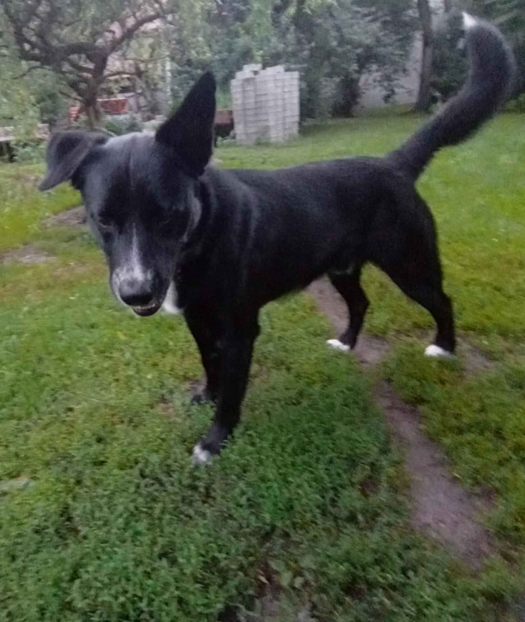 Atos - roczny, niekonfliktowy, przyjazny psiak Olsztyn - zdjęcie 3