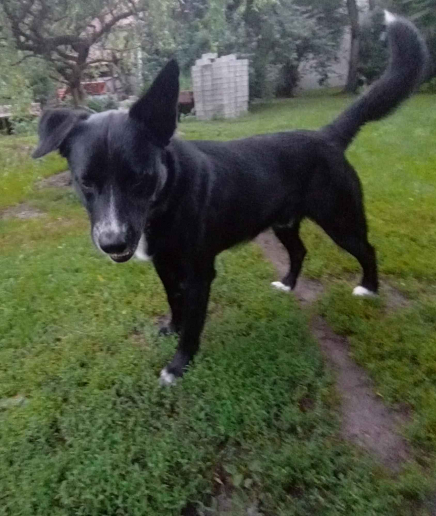 Atos - roczny, niekonfliktowy, przyjazny psiak Olsztyn - zdjęcie 3