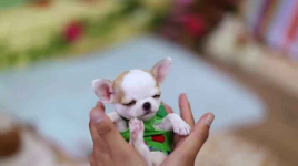 piękne psy i suki Chihuahua mini z certyfikatem Bemowo - zdjęcie 2