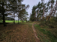 nieruchomość gruntowa niezabudowana, stanowiąca grunt leśny Stare Miasto - zdjęcie 5