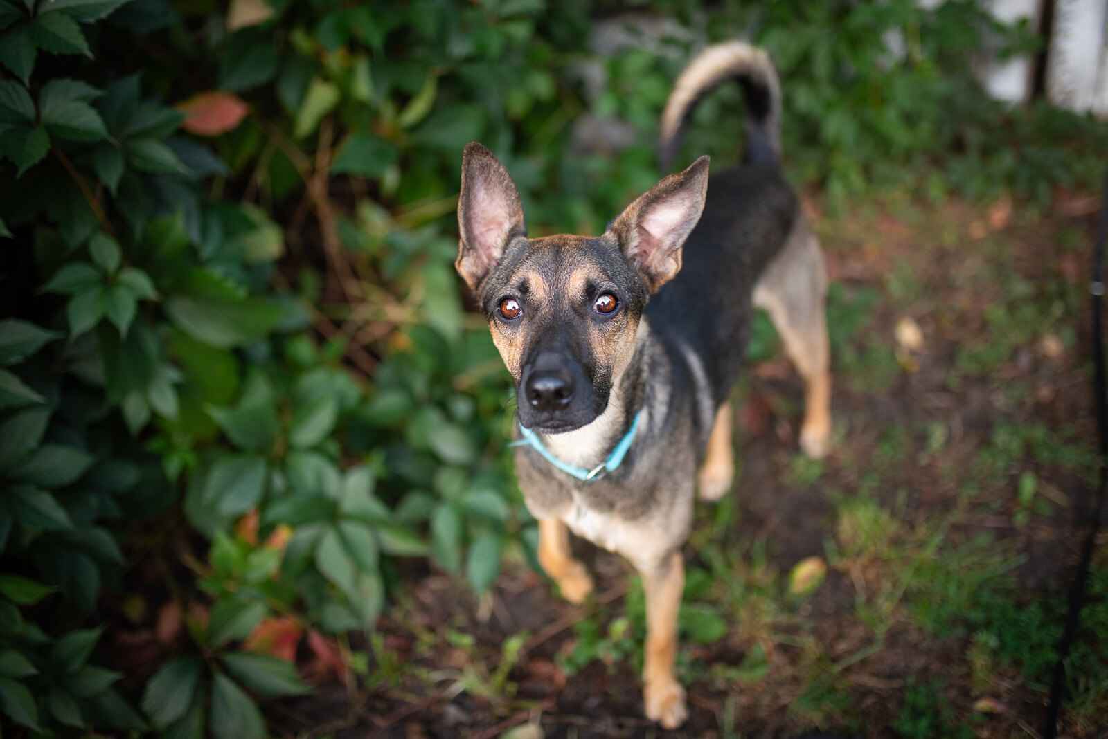 Dingo - zwykły niezwykły psiak szuka domu Olsztyn - zdjęcie 6