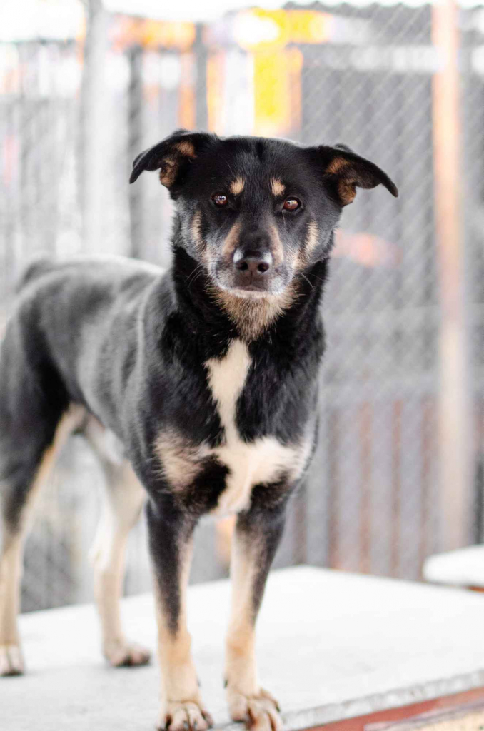 Ogonek - delikatny łagodny, młody psiak szuka domu! Olsztyn - zdjęcie 1