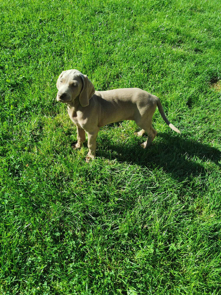 szczeniaki  wyżeł  weimarski Oleśnica - zdjęcie 2