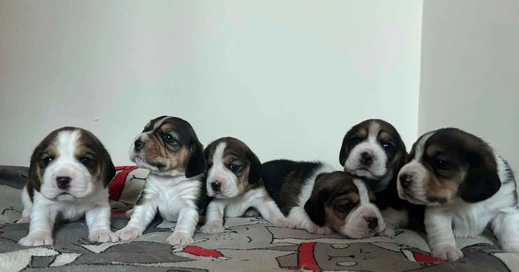 Szczenięta Beagle tricolor ZKwP Częstochowa Konopiska - zdjęcie 4