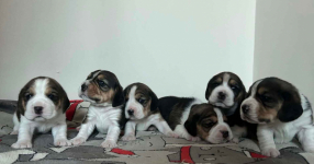 Szczenięta Beagle tricolor ZKwP Częstochowa Konopiska - zdjęcie 4