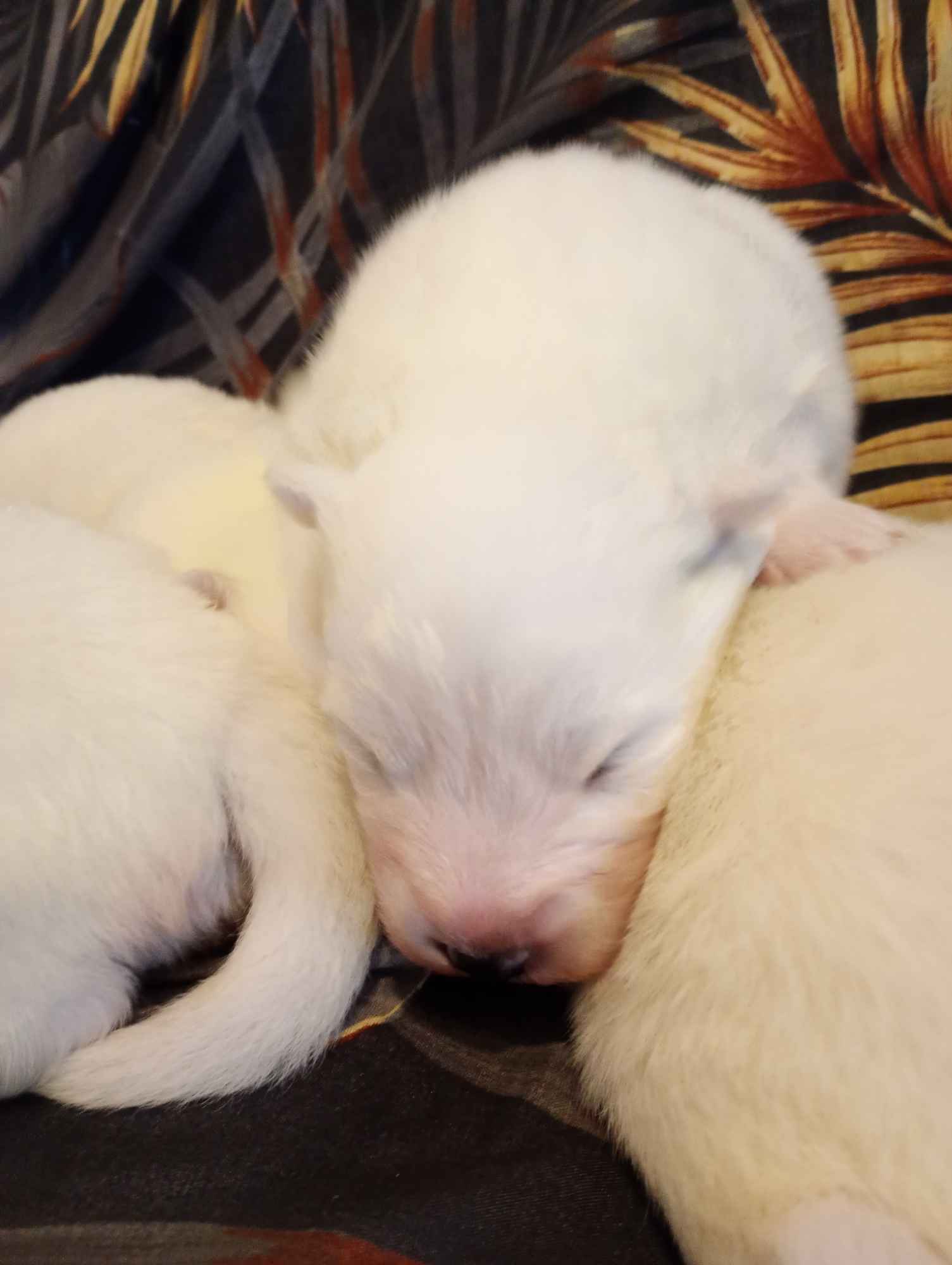 Samojed sprzedam Samoyed szczeniaki 2024 Rokitno Szlacheckie - zdjęcie 4