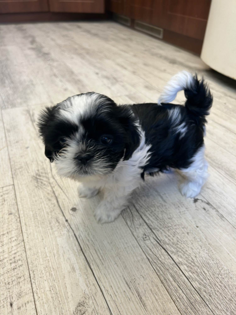 Szczeniak shihtzu Psie Pole - zdjęcie 10