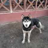 Oddam 15miesiecznego Husky w dobre rece Opatkowice - zdjęcie 4