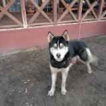 Oddam 15miesiecznego Husky w dobre rece Opatkowice - zdjęcie 4