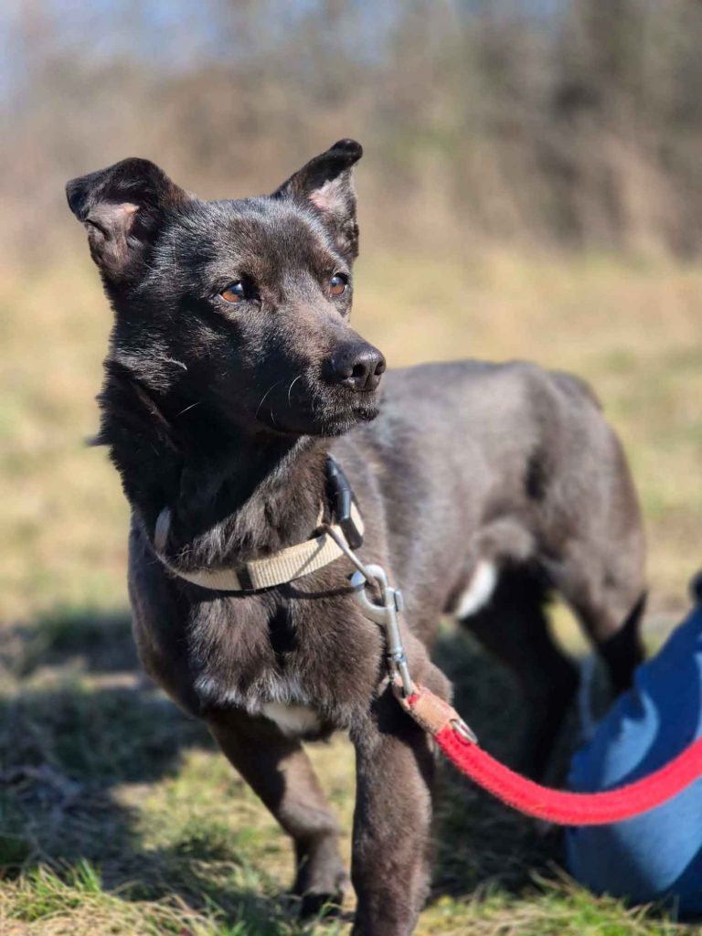 Czaruś - doświadczony przez życie psiak szuka pilnie domu! Olsztyn - zdjęcie 3