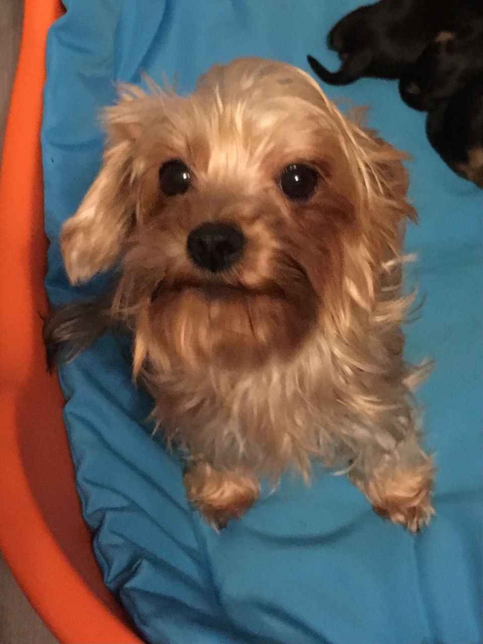 Miniaturowy Rasowy Yorkshire Terrier Lotyń - zdjęcie 4