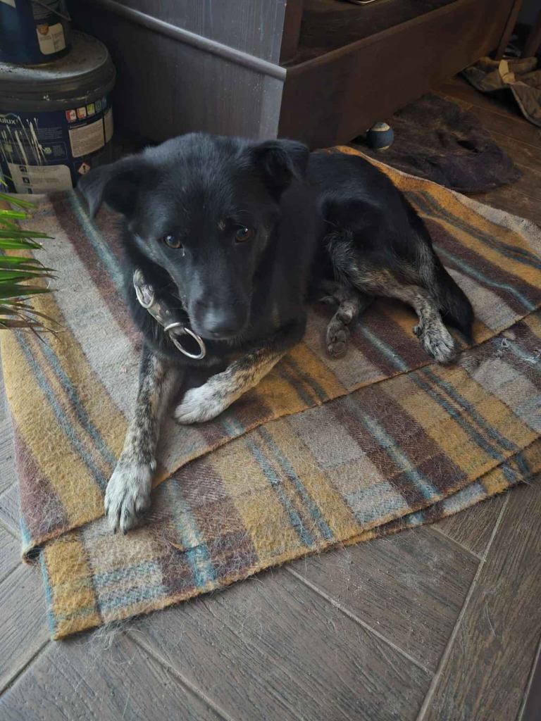 Leon - młody nieduży psiak szuka domu pies psy Garwolin - zdjęcie 5