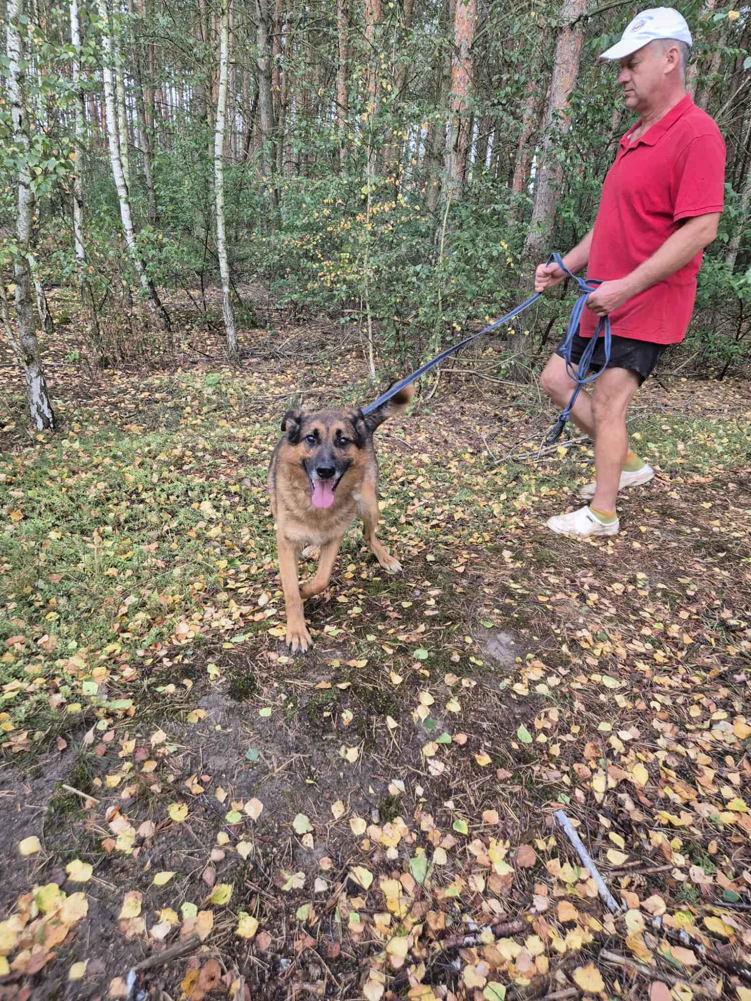 Lizak - mądry, łagodny, kochający pies BŁAGA o dom! Olsztyn - zdjęcie 6
