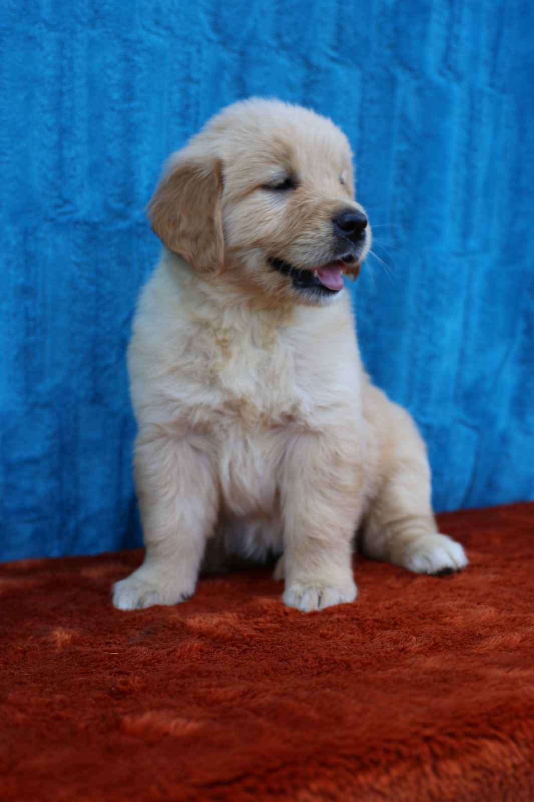 Golden Retriever-biszkoptowe  mniejsze i większe szczeniaki, Polesie - zdjęcie 1