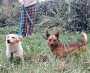 STELLA malutka biszkoptowa sunieczka Mszczonów - zdjęcie 5