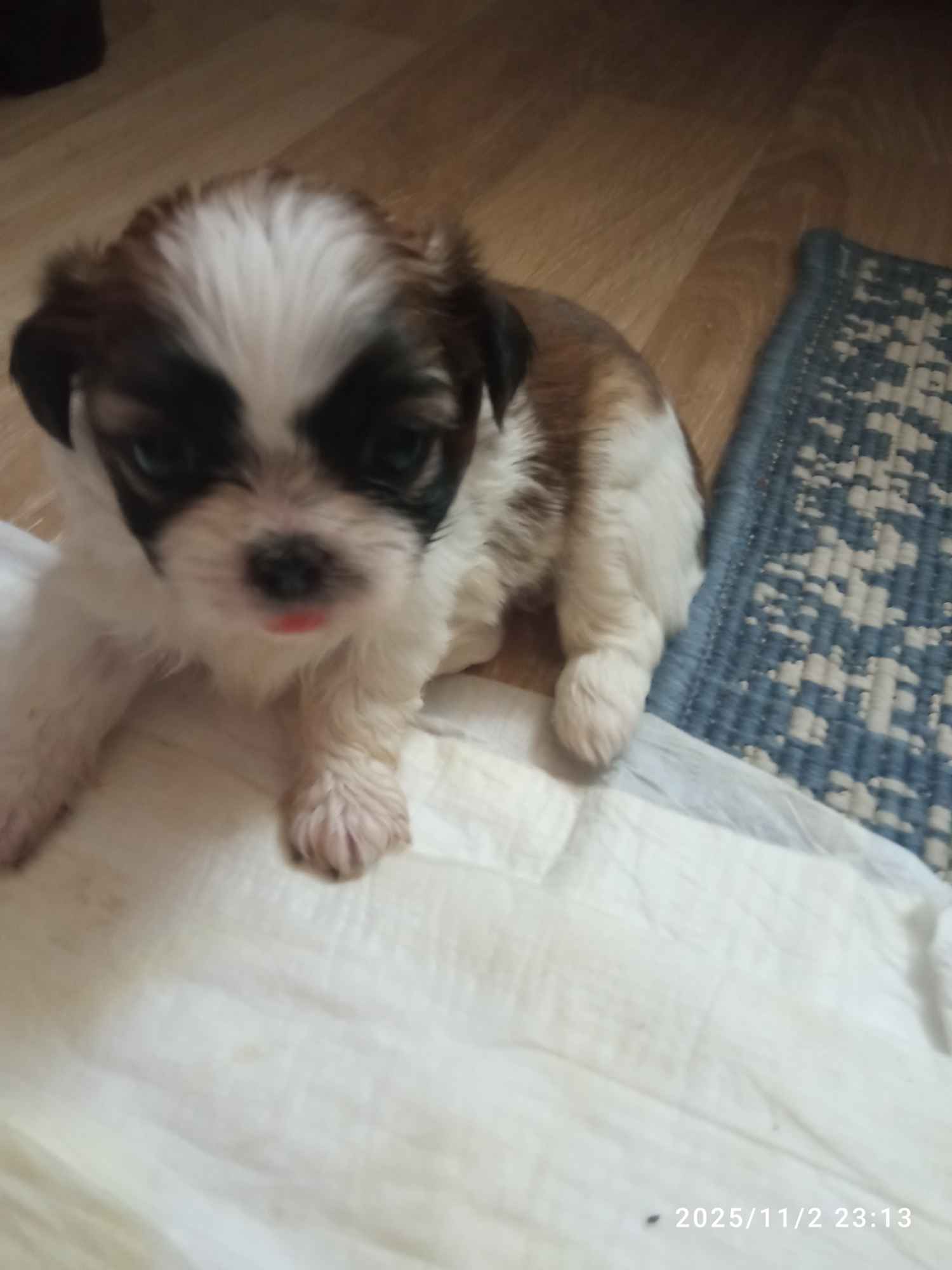 Szczenięta Gdańsk - zdjęcie 3