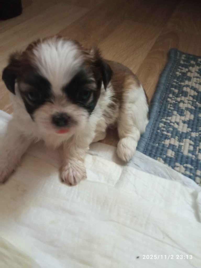 Szczenięta Gdańsk - zdjęcie 3