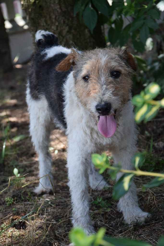 PŁOMYK foxterier szuka domu Opole - zdjęcie 4