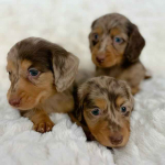 Szczenięta psów rasy daschound do adopcji