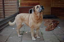 Suzi - domowa, wychowana suczka szuka domu! Olsztyn - zdjęcie 4