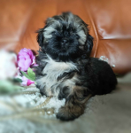 Shih tzu rasowe szczenięta Wałbrzych - zdjęcie 3