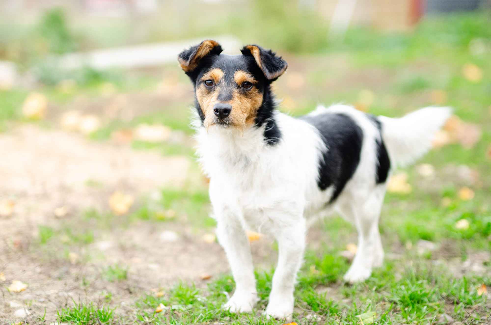 Żuczek - niewielki mix terrierka szuka domu! Olsztyn - zdjęcie 2