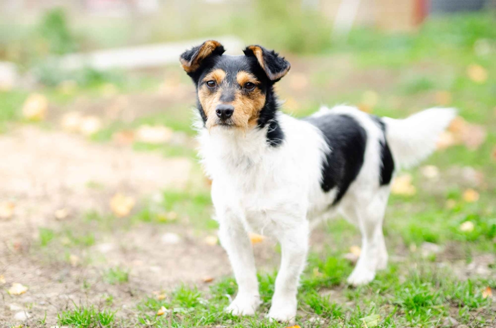 Żuczek - niewielki mix terrierka szuka domu! Olsztyn - zdjęcie 2